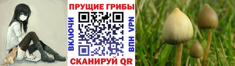 Галлюциногенные грибы мухоморы Приволжск